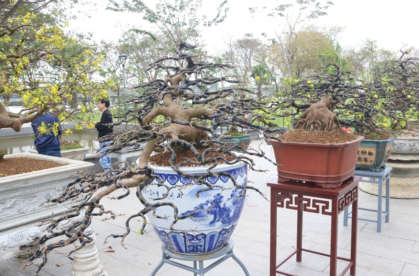 Những Dáng Mai Đẹp Gallery 2