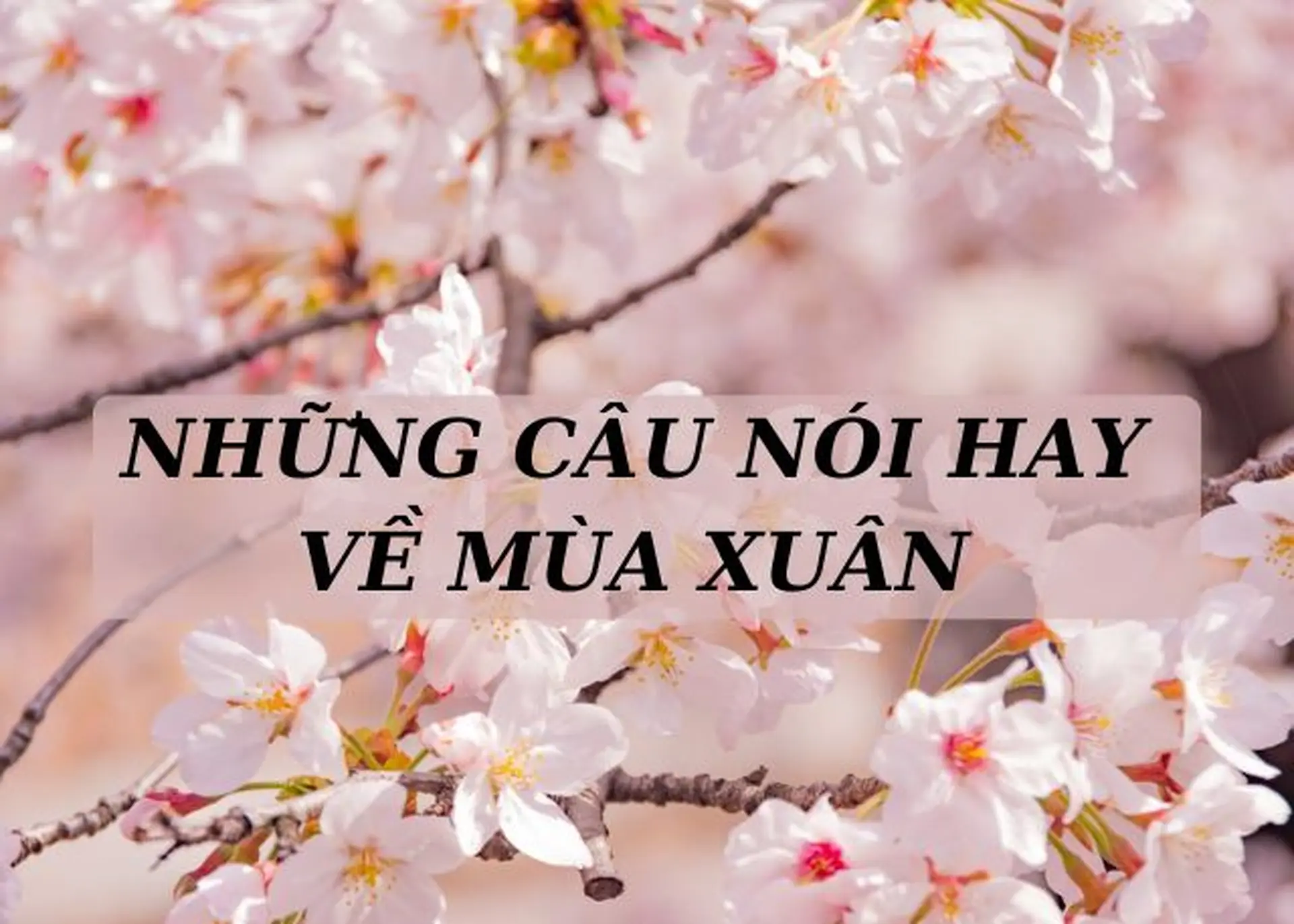 Danh Ngôn Hay Về Mùa Xuân Gallery 1