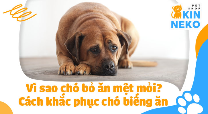 Khả năng nhịn ăn của chó: Chó có thể nhịn ăn bao lâu? Gallery 2