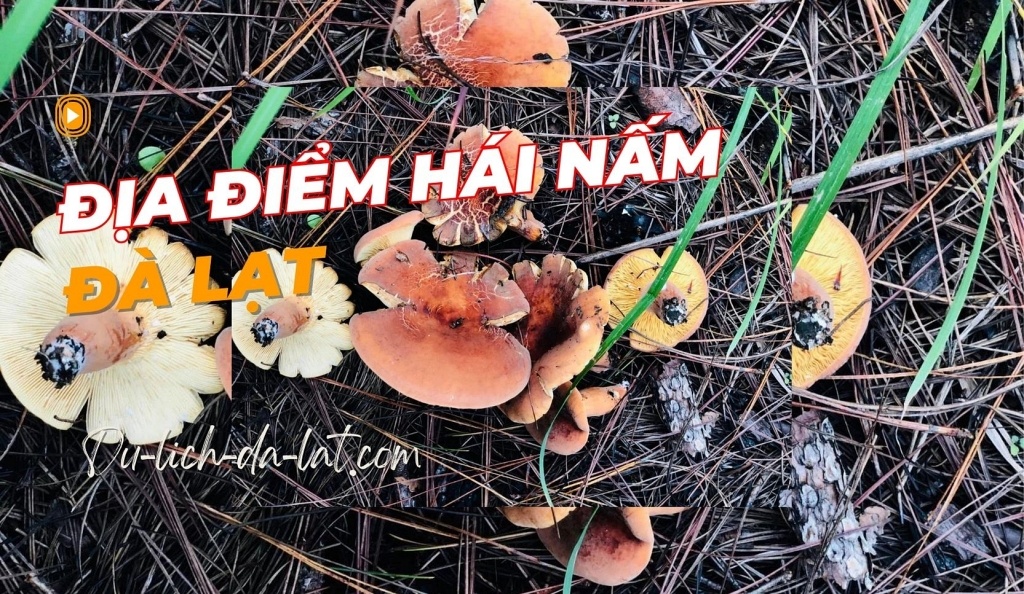 Hái Nấm Đà Lạt Gallery 1