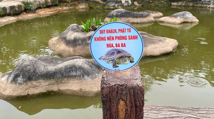 Nên thả rùa ở đâu? Gallery 2