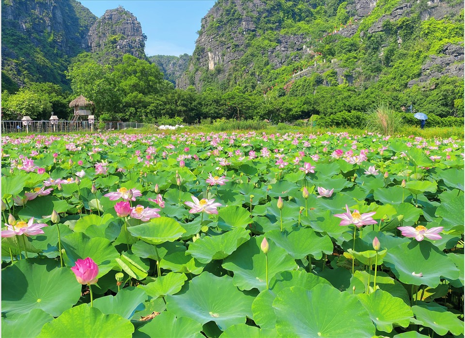 Cảnh Đầm Sen Đẹp Ngây Ngất Lòng Người Gallery 2