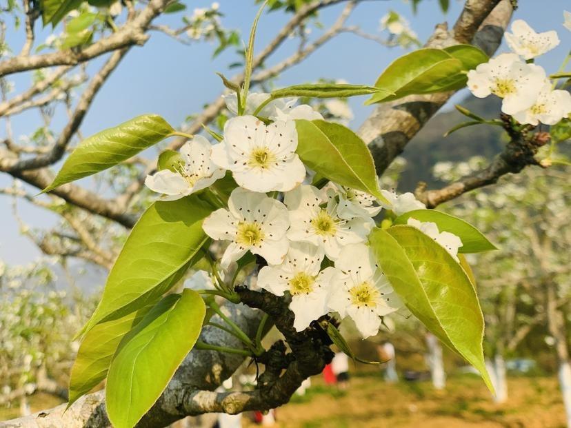 Mùa Hoa Lê Ki Ma Nở Rộ Gallery 2