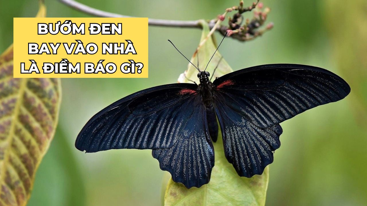 Có Bướm Đen Bay Vào Nhà Là Điềm Gì? Gallery 2