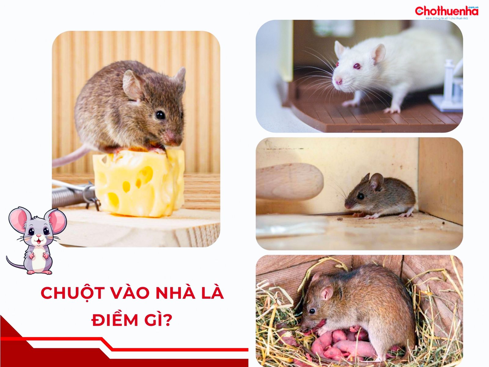 Điềm báo về chuột: Giải mã những tín hiệu bí ẩn từ loài gặm nhấm