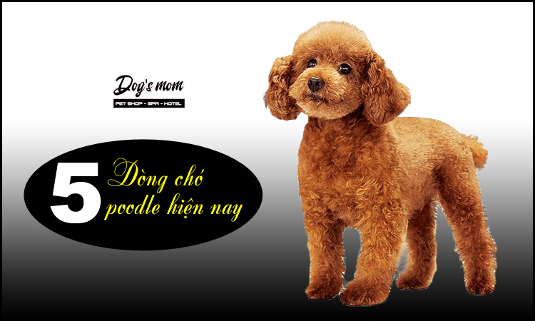 Chó Poodle Có Mấy Loại? Gallery 2
