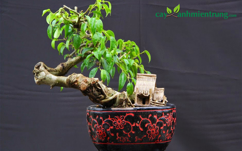 Cây Sanh và Cây Si: Sự Khác Biệt và Điểm Chung Gallery 2