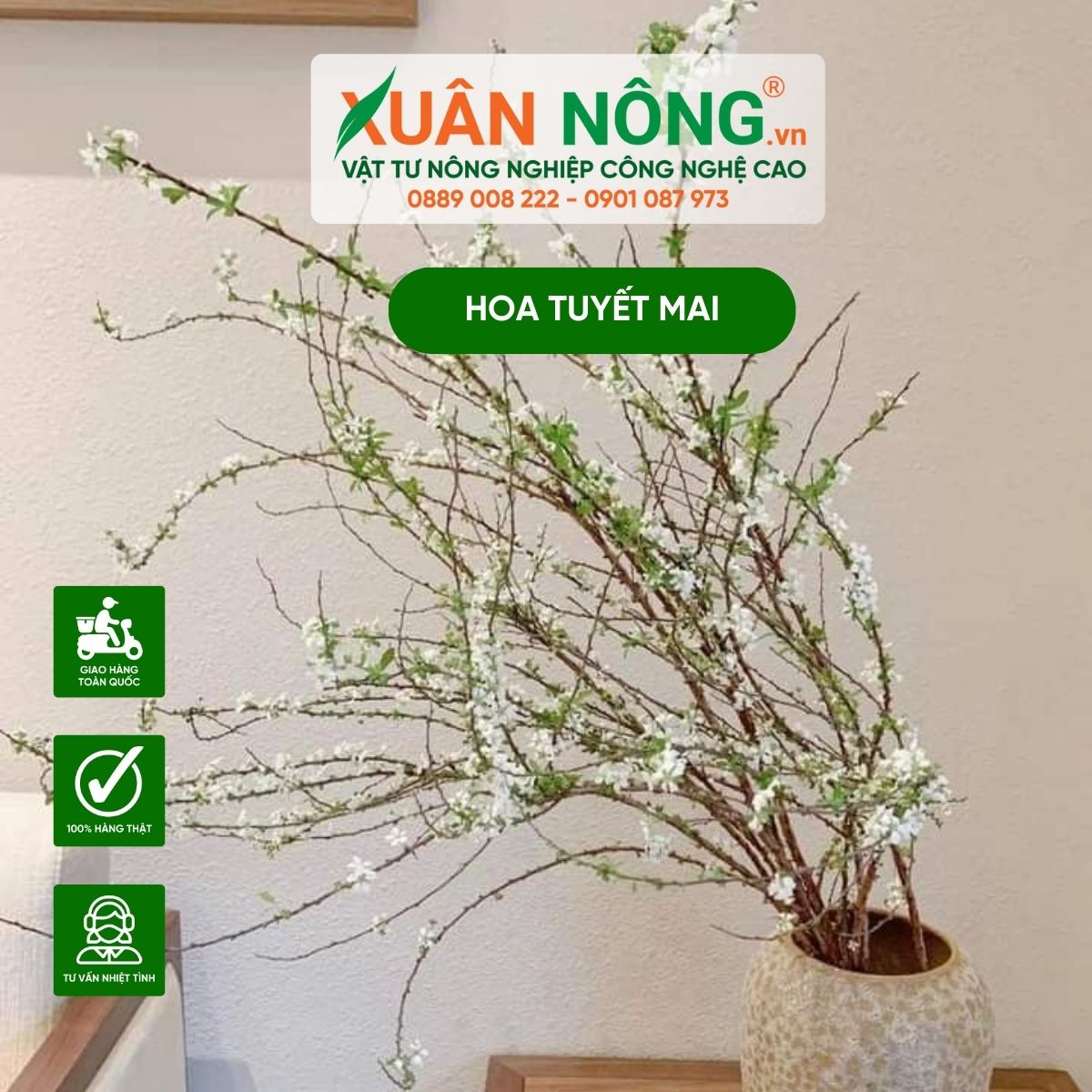 Cành Tuyết Mai Có Trồng Được Không? Gallery 1