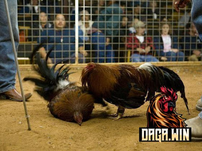 Coi Đá Gà Cựa Dao: Hướng Dẫn Chi Tiết và Những Điều Cần Biết Gallery 1