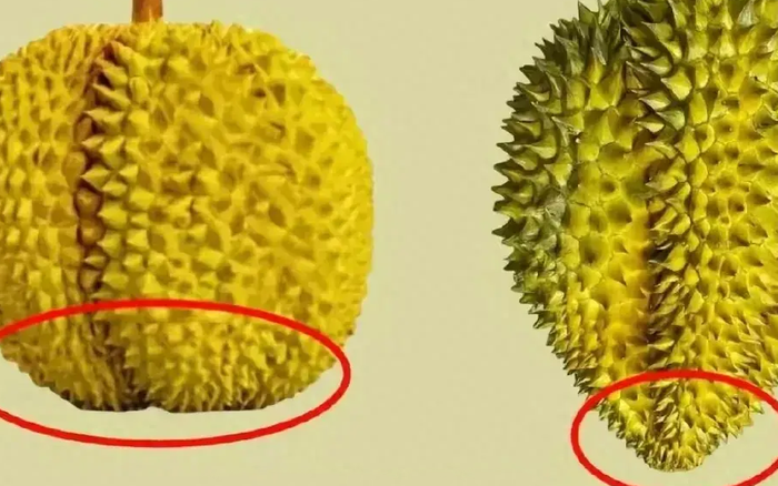 Sầu Riêng Chín Như Thế Nào? Gallery 2