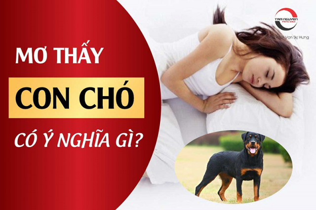 Mơ Đàn Chó Con Gallery 2