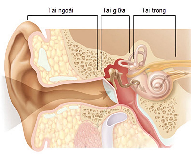 Lấy Ráy Tai Bằng Nước Gallery 2