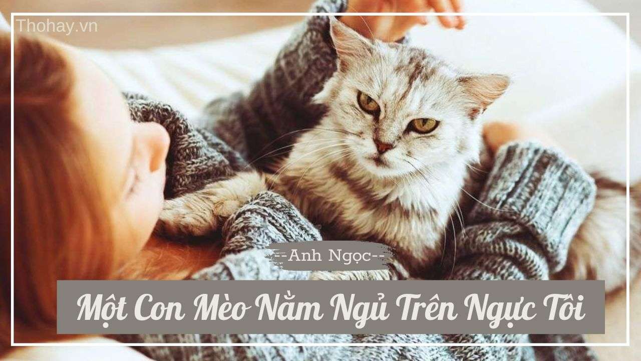Mèo Ngủ Trên Ngực Tôi: Cảm Giác Tuyệt Vời Và Những Điều Cần Biết Gallery 2