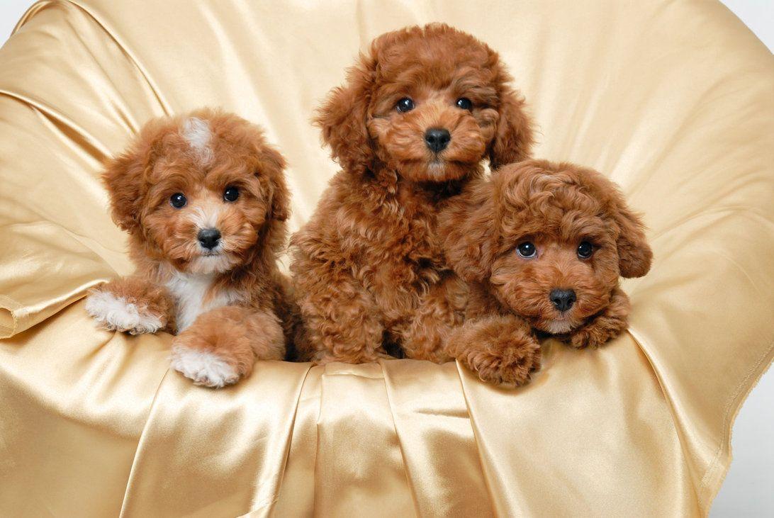 Chợ Tốt Chó Poodle: Tìm Kiếm Và Mua Bán Poodle Dễ Dàng Gallery 2