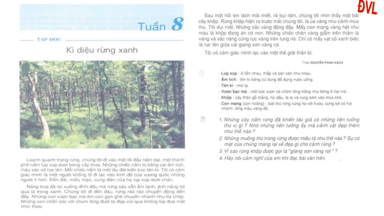 Kì Diệu Rừng Xanh Lớp 5 Gallery 1
