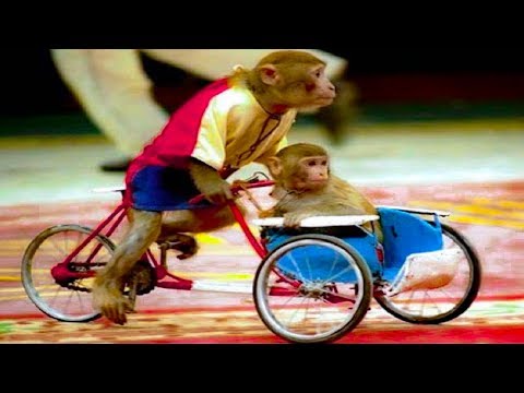 Con Khỉ Chạy Xe: Hình Ảnh, Video và Sự Thật Thú Vị Gallery 2