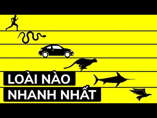 Nhanh Như Con Gì? Gallery 1