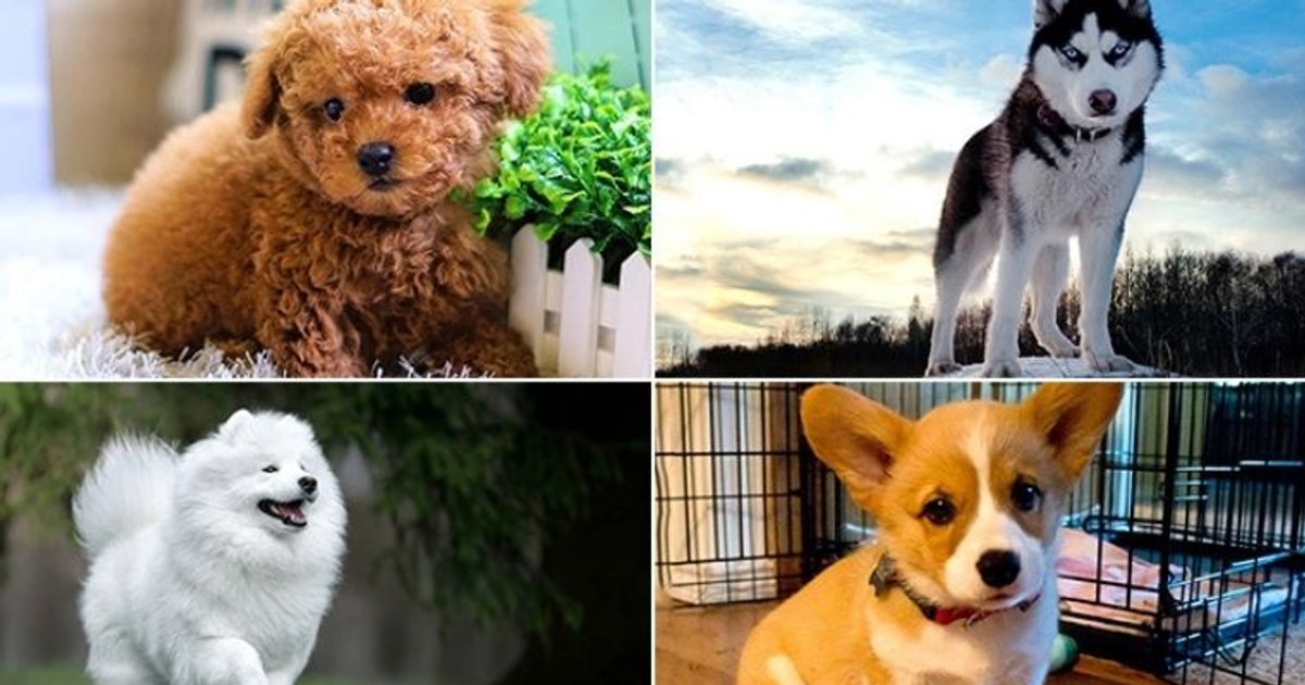 Những Giống Chó Đẹp Nhất Thế Giới