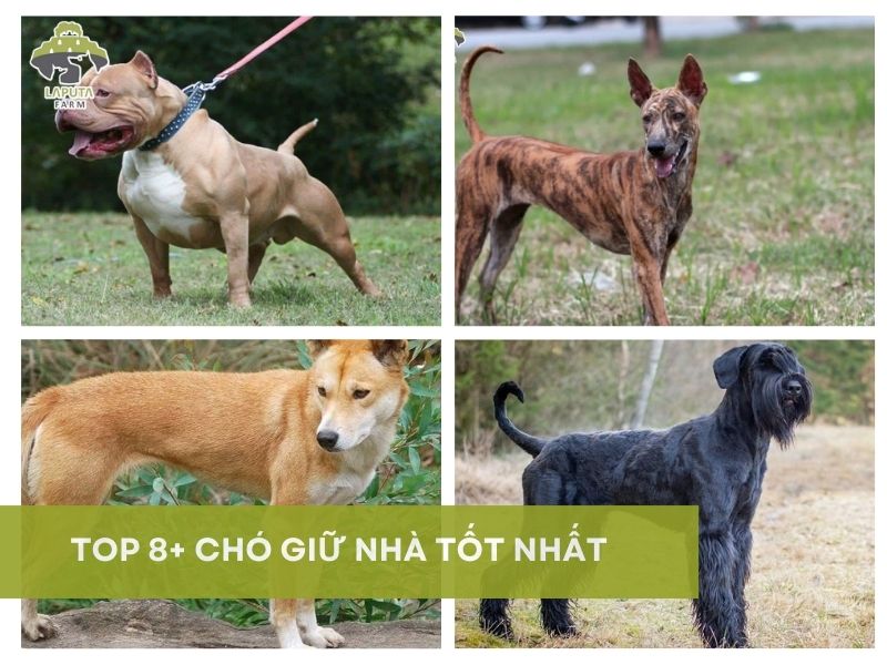 Nên Nuôi Chó Gì Để Giữ Nhà? Gallery 1