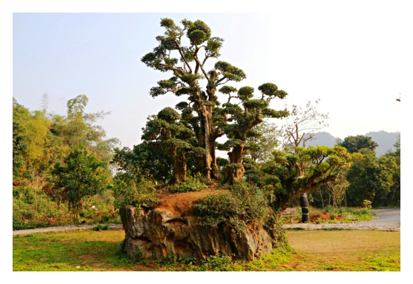 Gốc Cây Cổ Thụ - Kỳ Quan Của Thiên Nhiên Gallery 2