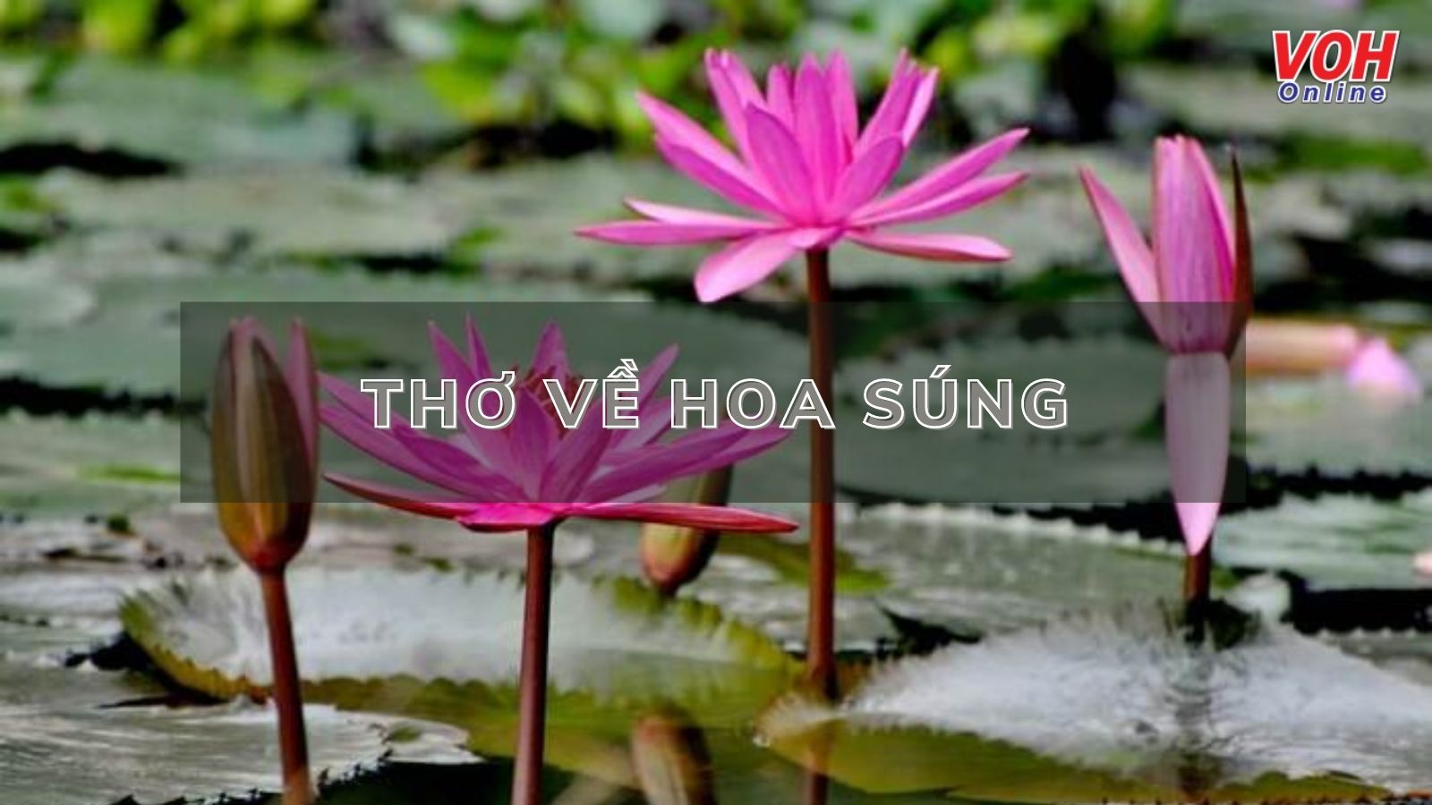 Thơ về Hoa Súng Gallery 2