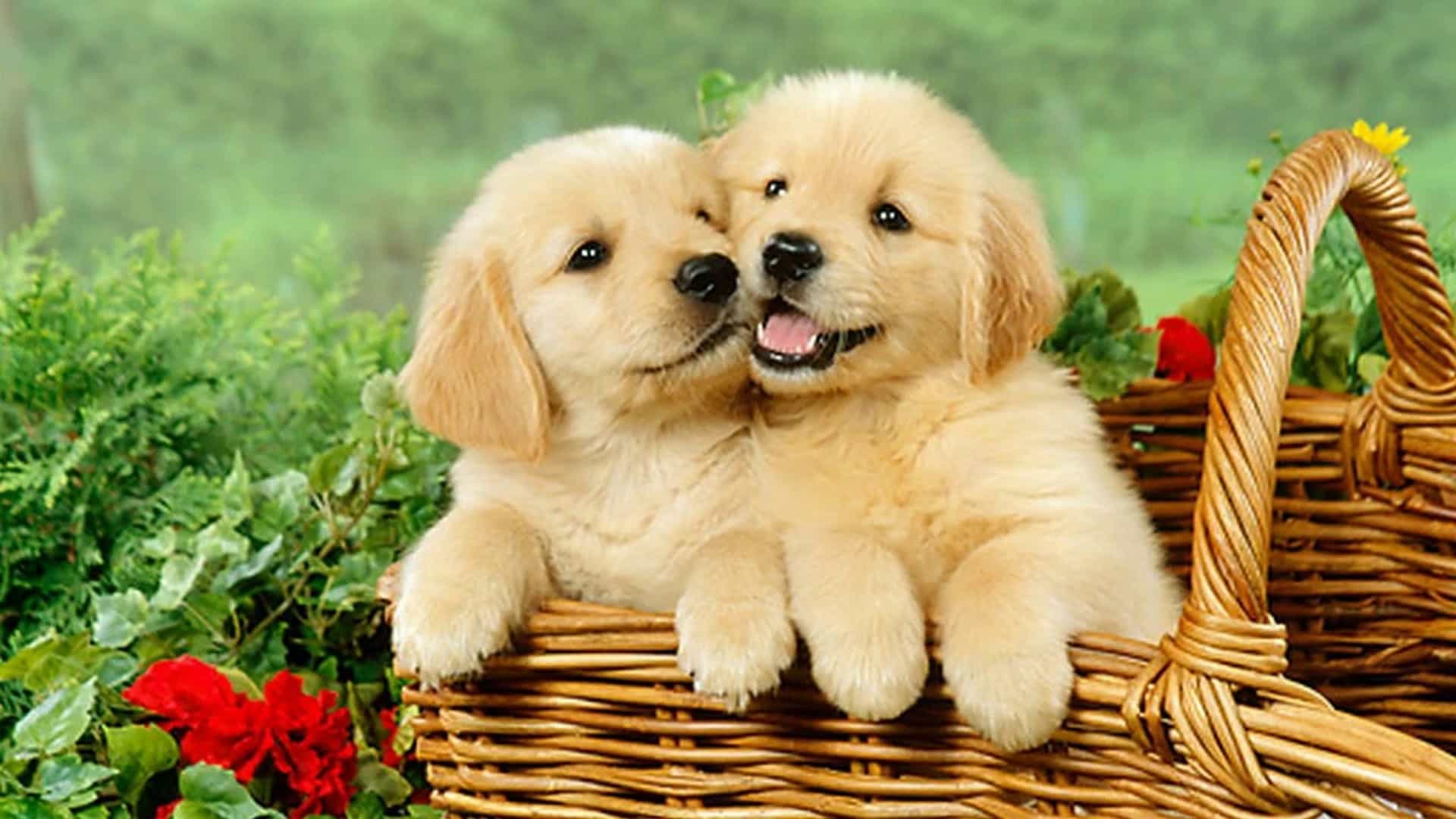 Hai Chú Cún Con Đáng Yêu Gallery 1