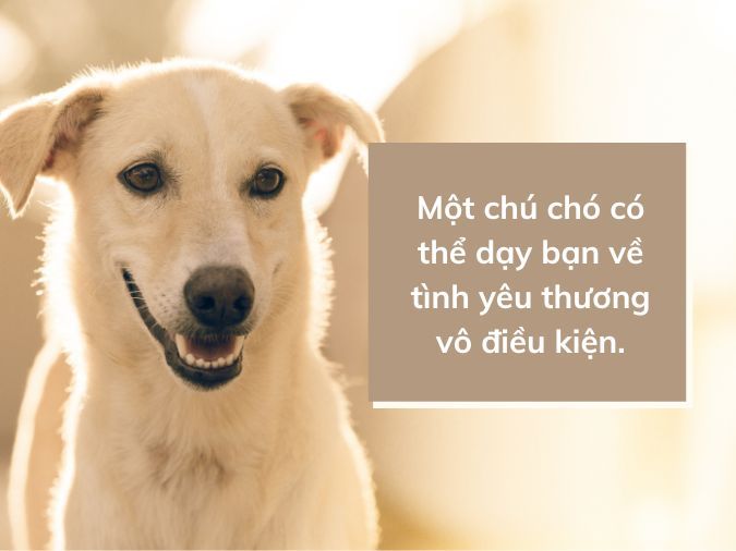 Thơ Vui Về Chó: Những Bài Thơ Ngộ Nghĩnh Về Bạn Bốn Chân Gallery 2