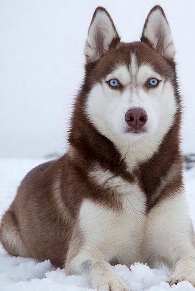 Husky Ảnh Chó Cute Gallery 1