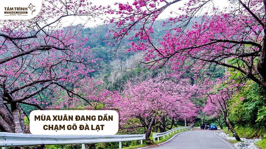 Mùa Xuân Đà Lạt - Thiên Đường Hoa Ngàn Mầu Gallery 2