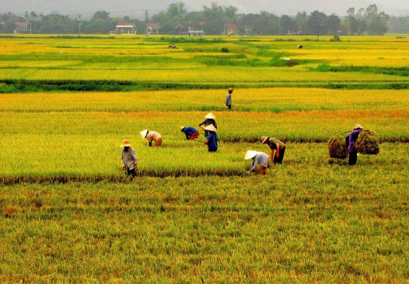 Tả một người nông dân đang làm việc Gallery 2