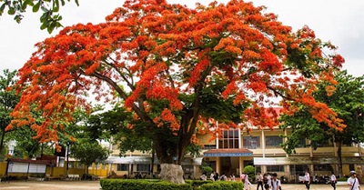 Cây Phượng Ở Sân Trường - Ký Ức Tuổi Học Trò Gallery 1