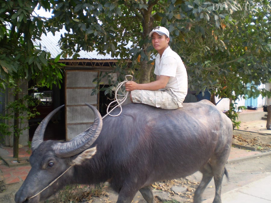 Con Trâu và Tuổi Thơ Ở Nông Thôn Gallery 1