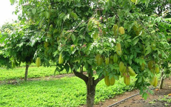 Vườn cây ăn quả đẹp Gallery 1