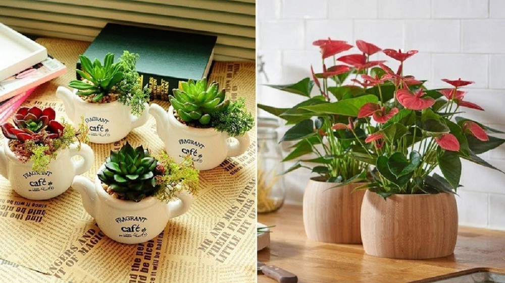 Cây Để Bàn Học: Tăng Năng Suất & Làm Đẹp Không Gian Học Tập Gallery 2