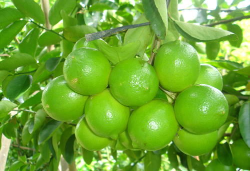 Những Loại Cây Nhanh Ra Quả