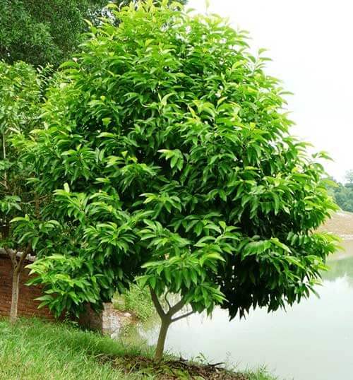 Các loại cây thân gỗ ưa bóng râm
