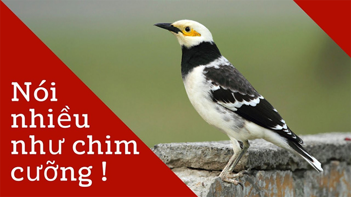 Những Loài Chim Biết Nói