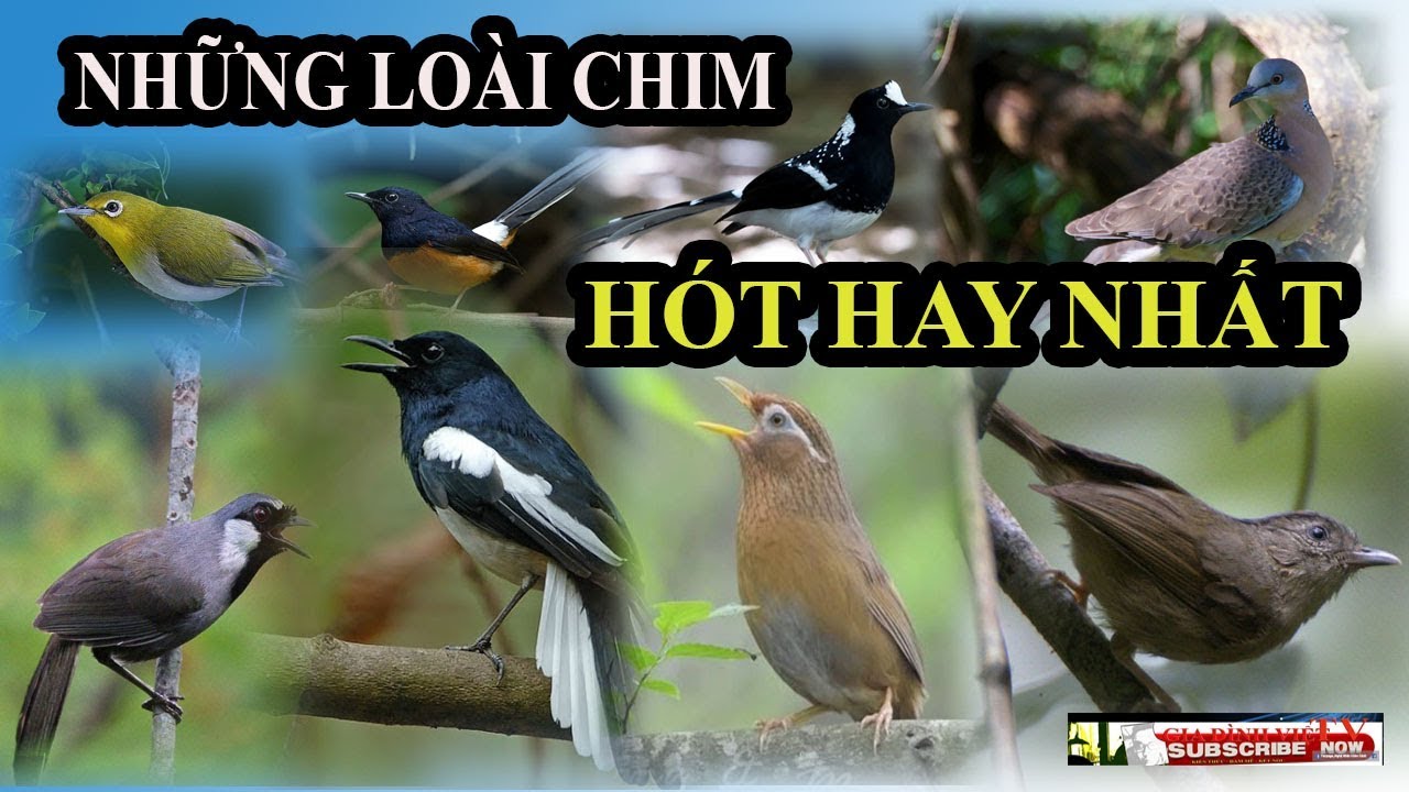 Tiếng Chim Hót Hay Nhất Gallery 1