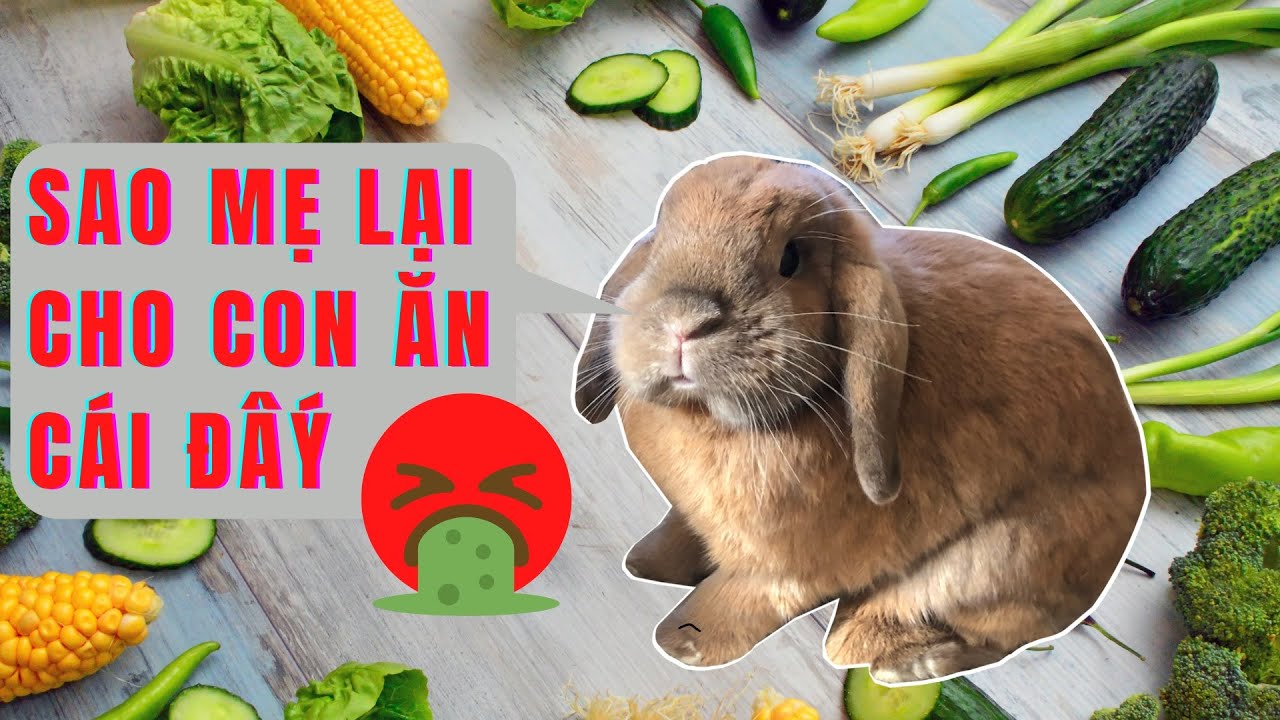 Thỏ ăn rau gì? Gallery 2