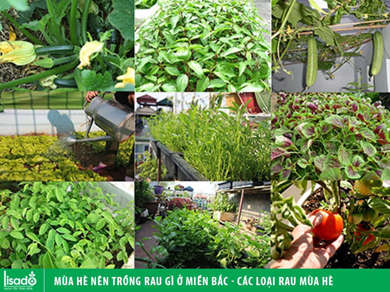 Mùa hè trồng rau gì ở miền Bắc? Gallery 1