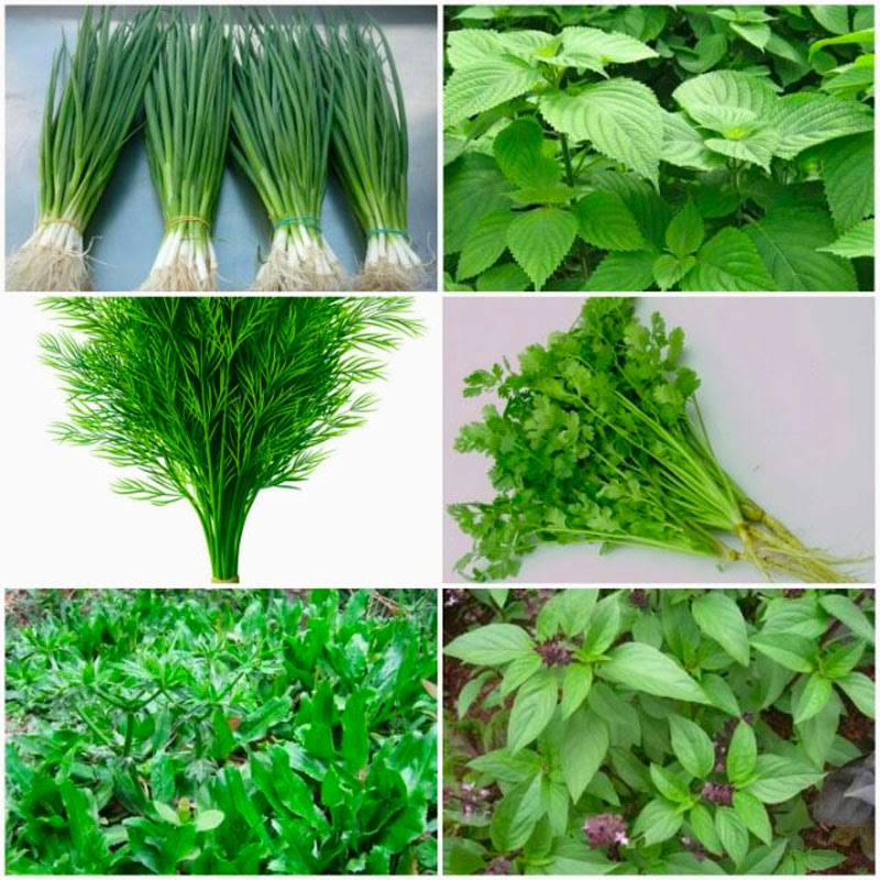 Tháng Giêng Trồng Rau Gì? Gallery 1