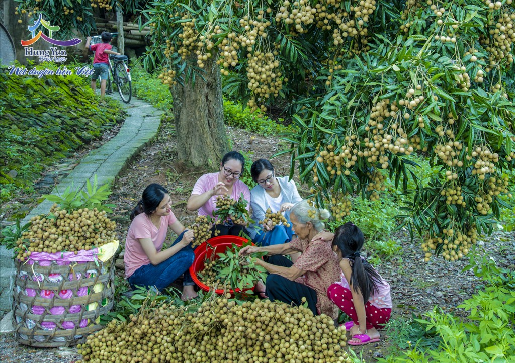 Vườn Nhãn Hưng Yên: Hương Vị Quê Hương Đậm Đà Gallery 2