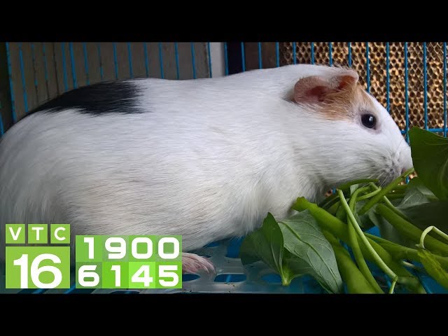 Nuôi chuột lang có hại không? Gallery 1