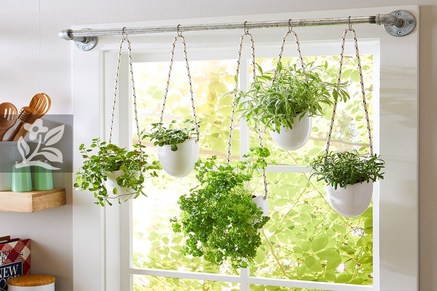 Chậu Cây Treo Tường: Giải Pháp Trang Trí Xanh Mát, Tiết Kiệm Diện Tích Gallery 2