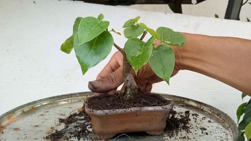 Cây Bồ Đề Mọc Trước Nhà: Ý Nghĩa, Phong Thủy và Cách Chăm Sóc Gallery 2