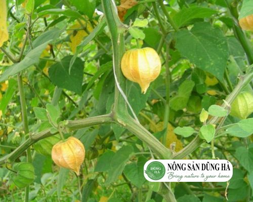 Có Mấy Loại Rau Tầm Bóp? Gallery 2