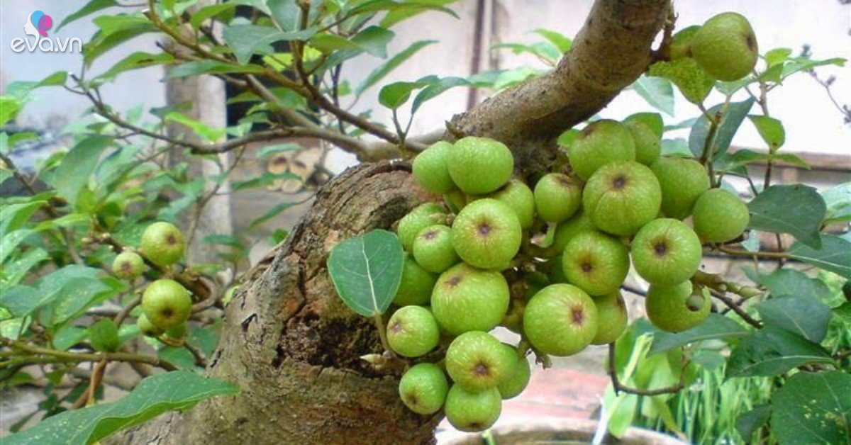 Cây Sung Mọc Trước Nhà Có Ý Nghĩa Gì? Gallery 2