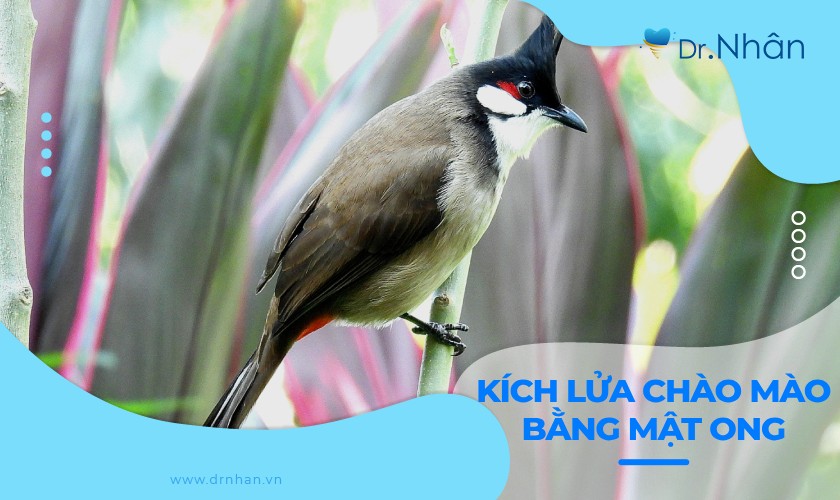 Chào Mào Kích Lửa: Hướng Dẫn Chi Tiết và Kinh Nghiệm Chăm Sóc Gallery 2