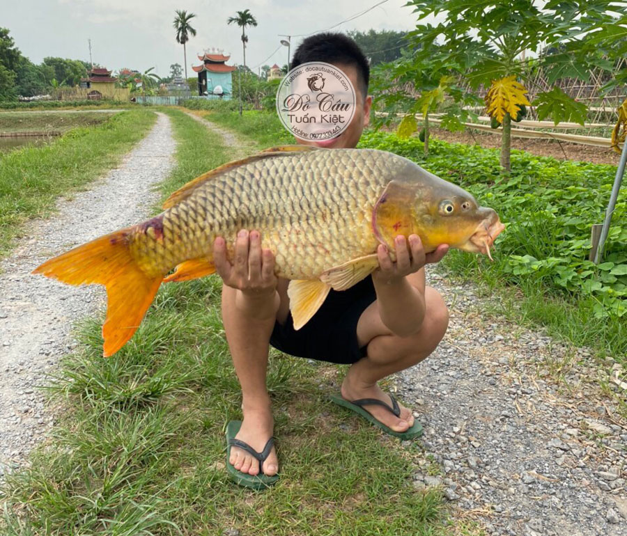 Làm Mồi Câu Cá Chép Hiệu Quả Gallery 2