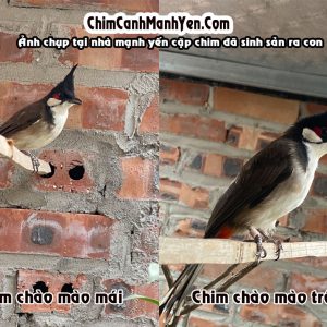 Cách Phân Biệt Chim Chào Mào Trống Mái Gallery 2